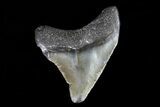 Juvenile Megalodon Tooth - Georgia #75419-1